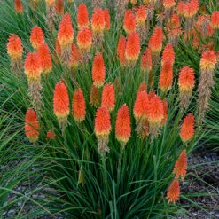 Pyromania™ 'Backdraft' Red Hot Poker -Greatgardenplants Kniphofia Backdraft 3 P