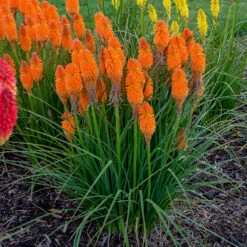 Pyromania™ 'Orange Blaze' Red Hot Poker -Greatgardenplants Kniphofia Orange Blaze 2 P