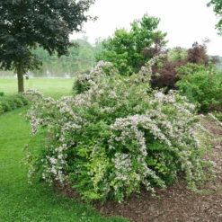 Jolene Jolene™ Beautybush -Greatgardenplants KolkwitziaJoleneJoleneDSC00222 800x800 21e401b