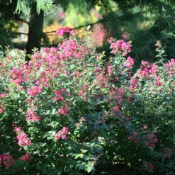 Infinitini® Magenta Crapemyrtle -Greatgardenplants Lagerstroemia Infinitini Magenta 3 P