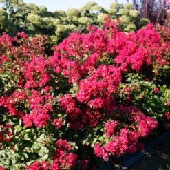 Infinitini Watermelon® Crapemyrtle -Greatgardenplants Lagerstroemia Infinitini Watermelon 3 P