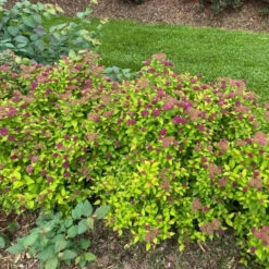 Double Play® Dolly™ Spirea 9 Double Play® Dolly™ Spirea -Greatgardenplants Landscapeviewoftheroundedcarefreehabitof yyt