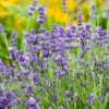 'Summer Serenade' Lavender (Lavandula) -Greatgardenplants LavandulaSummerSerenade