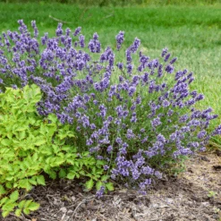 'Summer Serenade' Lavender (Lavandula) -Greatgardenplants LavandulaSummerSerenade 3