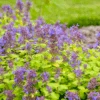 'Lemon Purrfection' Catmint (Nepeta) -Greatgardenplants LemonPurrfection Catmint Nepeta 1