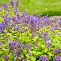 'Lemon Purrfection' Catmint (Nepeta)