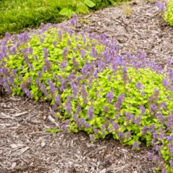 'Lemon Purrfection' Catmint (Nepeta) -Greatgardenplants LemonPurrfection Catmint Nepeta 2