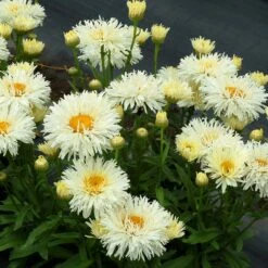 'Coconut' Double Shasta Daisy -Greatgardenplants Leucanthemum Coconut 2