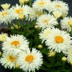 'Coconut' Double Shasta Daisy -Greatgardenplants Leucanthemum Coconut 3