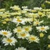 Amazing Daisies® 'Banana Cream' Shasta 2 Amazing Daisies® 'Banana Cream' Shasta -Greatgardenplants Leucanthemum Banana Cream 4 P 4f14de24 ebcc 4084 a6f8 5dbcbe75d8c2 sw