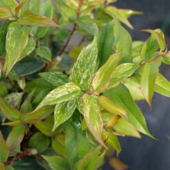 Paisley Pup™ Doghobble -Greatgardenplants Leucothoe Paisley Pup P1214645