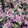 Paisley Pup™ Doghobble -Greatgardenplants Leucothoe Paisley Pup PXL 20221222 174433942