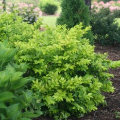 Golden Ticket® Privet -Greatgardenplants Ligustrum Golden Ticket 3