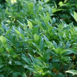 Kindly™ Privet -Greatgardenplants LigustrumKindlyP1207370 1080x1080 c9de671