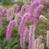 'Lilac Squirrel' Great Burnet (Sanguisorba) -Greatgardenplants Lilac Squirrel Great Burnet Sanguisorba