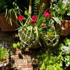 'Little Beauty' Dwarf Tulip -Greatgardenplants LittleBeautyTulip 6