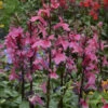 'Starship Deep Rose' Cardinal Flower -Greatgardenplants Lobelia speciosa cardinal flower starship deep rose 1