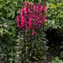'Starship Deep Rose' Cardinal Flower -Greatgardenplants Lobelia speciosa cardinal flower starship deep rose 2