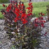 Starship™ Scarlet Bronze Leaf Cardinal Flower -Greatgardenplants Lobelia speciosa cardinal flower starship scarlet bronze leaf 1