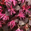 Jazz Hands® Pink Chinese Fringe-Flower -Greatgardenplants Loropetalum Jazz Hands Dwarf Pink 1