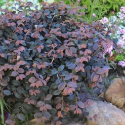 Jazz Hands® Pink Chinese Fringe-Flower -Greatgardenplants Loropetalum Jazz Hands Dwarf Pink 3