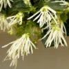 Jazz Hands® White Chinese Fringe-Flower -Greatgardenplants Loropetalum Jazz Hands Dwarf White 1
