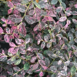 Jazz Hands Night Moves® Chinese Fringe-Flower -Greatgardenplants Loropetalum Jazz Hands Night Moves 3