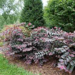Jazz Hands® Pink Chinese Fringe-Flower -Greatgardenplants LoropetalumJazzHandsPinkP1079773 800x800 9f503d1