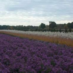 Purple Eulalia -Greatgardenplants MISPU1Q 3 sw