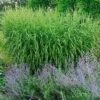 'Strictus' Maiden Grass -Greatgardenplants MISST1Q 1 sw