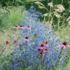 Magical Silver Sea Holly (Eryngium) -Greatgardenplants Magical Silver Sea Holly Eryngium