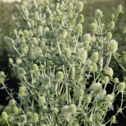 Magical Silver Sea Holly (Eryngium) -Greatgardenplants Magical Silver Sea Holly Eryngium 1