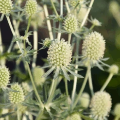 Magical Silver Sea Holly (Eryngium) -Greatgardenplants Magical Silver Sea Holly Eryngium 2