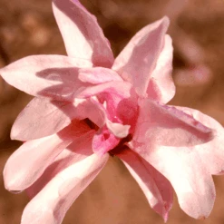 'Leonard Messel' Magnolia 7 'Leonard Messel' Magnolia -Greatgardenplants Magnolia Leonard Messel 1