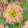 'Mai Tai' Geum