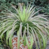 Mad About Mangave® 'Bad Hair Day' Mangave -Greatgardenplants Mangave BadHairDay Mangave 1