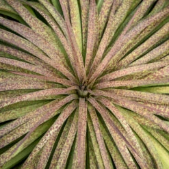 Mad About Mangave® 'Bad Hair Day' Mangave -Greatgardenplants Mangave BadHairDay Mangave 2