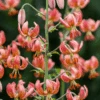 'Manitoba Morning' Martagon Lily (Lilium) -Greatgardenplants ManitobaMorning MartagonLily Lilium