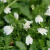 White Mazus -Greatgardenplants Mazus White 1 sw