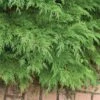 Celtic Pride® Siberian Cypress -Greatgardenplants Microbiota Celtic Pride 3 L sw