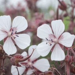 'Midnight Ghost' Cranesbill (Geranium) -Greatgardenplants MidnightGhost Cranesbill Geranium