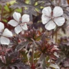 'Midnight Ghost' Cranesbill (Geranium) -Greatgardenplants MidnightGhost Cranesbill Geranium 1