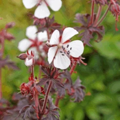 'Midnight Ghost' Cranesbill (Geranium) -Greatgardenplants MidnightGhost Cranesbill Geranium 3
