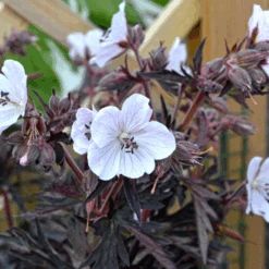 'Midnight Ghost' Cranesbill (Geranium) -Greatgardenplants MidnightGhost Cranesbill Geranium 4