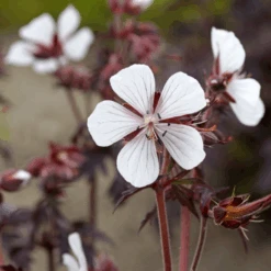 'Midnight Ghost' Cranesbill (Geranium) -Greatgardenplants MidnightGhost Cranesbill Geranium 5