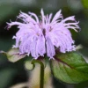 'Midnight Oil' Eastern Bee Balm (Monarda) -Greatgardenplants Midnight Oil Eastern Bee Balm Monarda