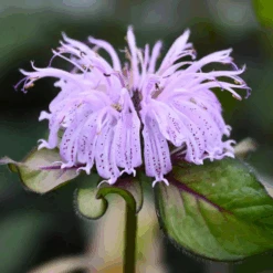 'Midnight Oil' Eastern Bee Balm (Monarda)