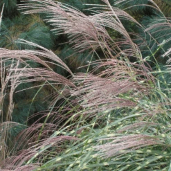 'Little Zebra' Dwarf Zebra Grass (Miscanthus) -Greatgardenplants Miscanthus sinensis Little Zebra