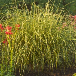 'Little Zebra' Dwarf Zebra Grass (Miscanthus) -Greatgardenplants Miscanthus sinensis Little Zebra 1
