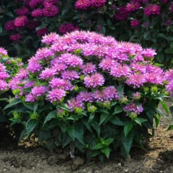 'Pardon My Lavender' Bee Balm -Greatgardenplants Monarda Pardon My Lavender 5 P